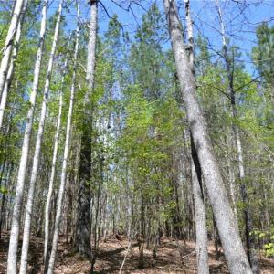 Photo #24 of 230 Dibrell, Pelham, NC 97.6 acres