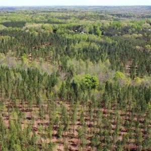 Photo #34 of 230 Dibrell, Pelham, NC 97.6 acres