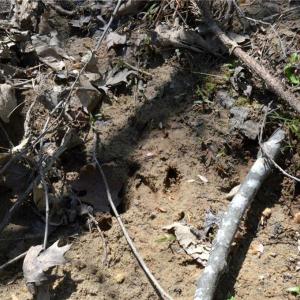 Photo #10 of 230 Dibrell, Pelham, NC 97.6 acres