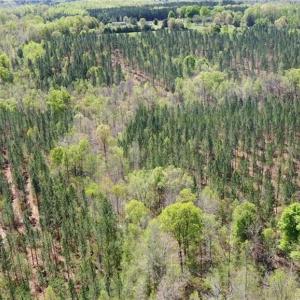 Photo #33 of 230 Dibrell, Pelham, NC 97.6 acres