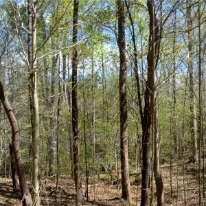 Photo #14 of 230 Dibrell, Pelham, NC 97.6 acres
