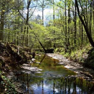 Photo #18 of 230 Dibrell, Pelham, NC 97.6 acres