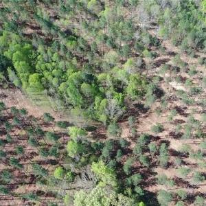 Photo #37 of 230 Dibrell, Pelham, NC 97.6 acres