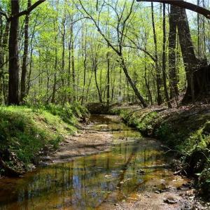 Photo #15 of 230 Dibrell, Pelham, NC 97.6 acres