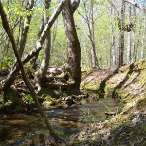 Photo #19 of 230 Dibrell, Pelham, NC 97.6 acres