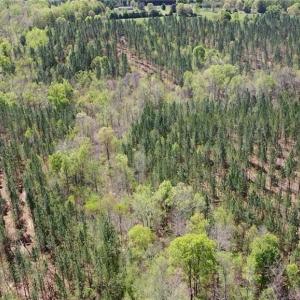 Photo #31 of 230 Dibrell, Pelham, NC 97.6 acres