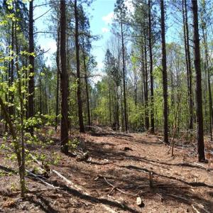 Photo #4 of 230 Dibrell, Pelham, NC 97.6 acres