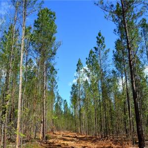 Photo #8 of 230 Dibrell, Pelham, NC 97.6 acres