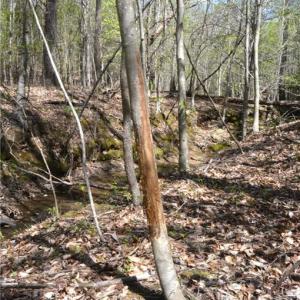 Photo #21 of 230 Dibrell, Pelham, NC 97.6 acres