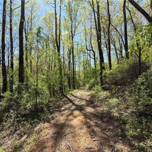 Photo #15 of 210 Towe, Cana, VA 6.3 acres