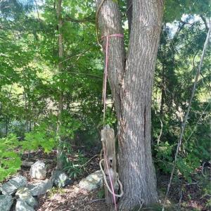 Photo #7 of Julia, Thomasville, NC 8.6 acres