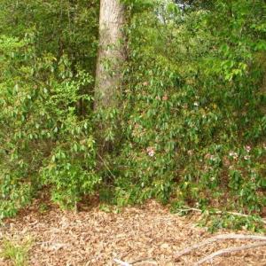 Photo #27 of Dan, Robbins, NC 45.6 acres