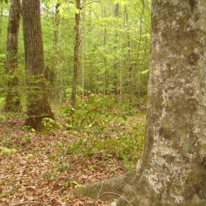 Photo #42 of Dan, Robbins, NC 45.6 acres