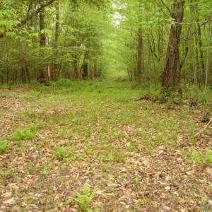 Photo #46 of Dan, Robbins, NC 45.6 acres