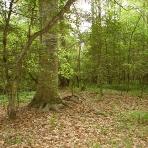 Photo #47 of Dan, Robbins, NC 45.6 acres