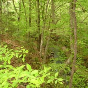 Photo #24 of Dan, Robbins, NC 45.6 acres