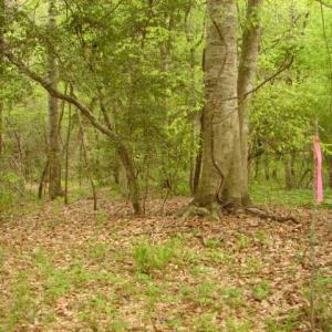 Photo #34 of Dan, Robbins, NC 45.6 acres