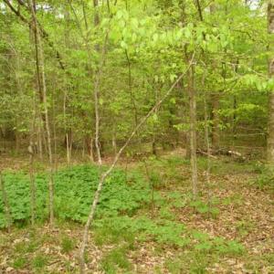 Photo #33 of Dan, Robbins, NC 45.6 acres