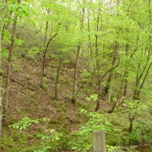 Photo #41 of Dan, Robbins, NC 45.6 acres
