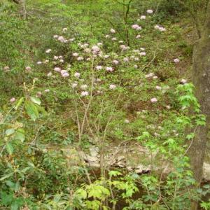 Photo #40 of Dan, Robbins, NC 45.6 acres