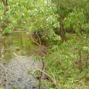 Photo #35 of Dan, Robbins, NC 45.6 acres