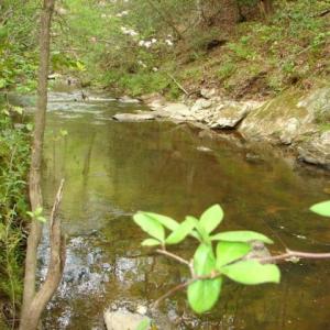 Photo #39 of Dan, Robbins, NC 45.6 acres