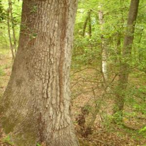 Photo #25 of Dan, Robbins, NC 45.6 acres