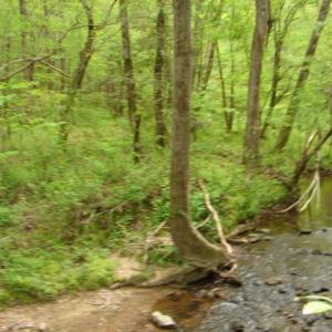 Photo #36 of Dan, Robbins, NC 45.6 acres