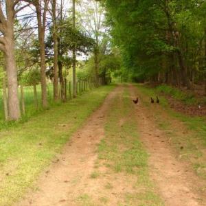 Photo #8 of Dan, Robbins, NC 45.6 acres