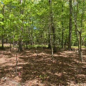 Photo #7 of Holly Hills, Troy, NC 2.8 acres
