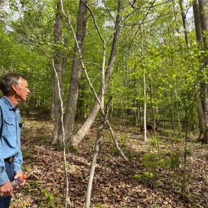 Photo #6 of Sheets, Germanton, NC 26.8 acres