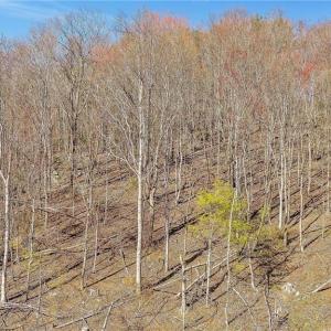 Photo #2 of TBD Highlands Parkway, Mouth of Wilson, VA 37.2 acres