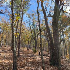 Photo #2 of Lasater, Clemmons, NC 36.3 acres