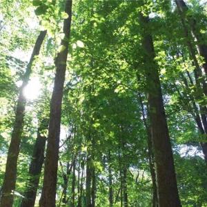 Photo #1 of Lasater, Clemmons, NC 36.3 acres