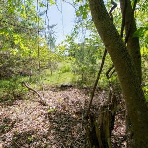 Photo #27 of 4100 High Rock, Gibsonville, NC 19.7 acres