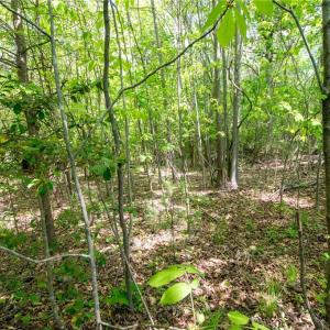 Photo #28 of 4100 High Rock, Gibsonville, NC 19.7 acres