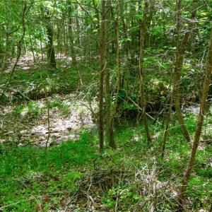 Photo #29 of 4100 High Rock, Gibsonville, NC 19.7 acres
