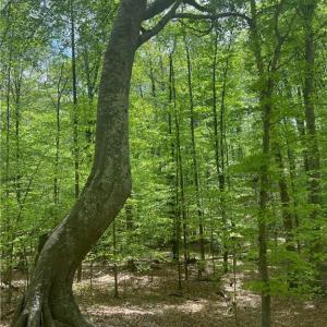 Photo #3 of Pebble Brook, Sandy Ridge, NC 4.1 acres