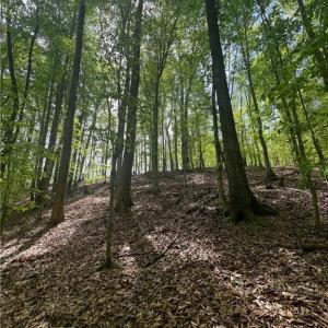 Photo #16 of Pebble Brook, Sandy Ridge, NC 4.1 acres