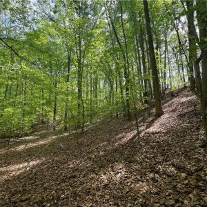 Photo #15 of Pebble Brook, Sandy Ridge, NC 4.1 acres