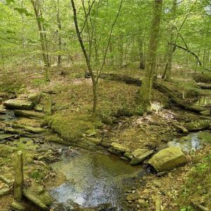 Photo #23 of Purcell, Reidsville, NC 65.1 acres