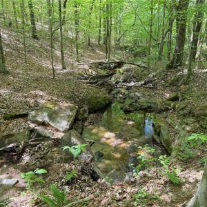 Photo #27 of Purcell, Reidsville, NC 65.1 acres