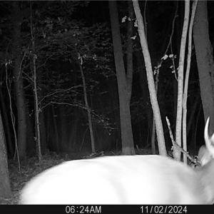 Photo #42 of Purcell, Reidsville, NC 65.1 acres