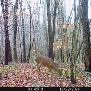 Photo #43 of Purcell, Reidsville, NC 65.1 acres