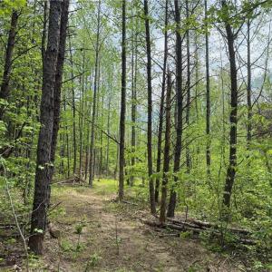 Photo #14 of Purcell, Reidsville, NC 65.1 acres