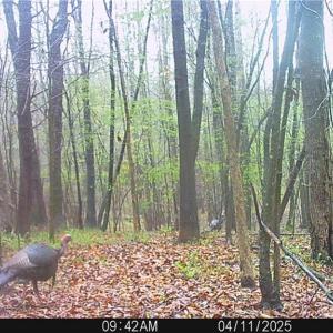 Photo #45 of Purcell, Reidsville, NC 65.1 acres