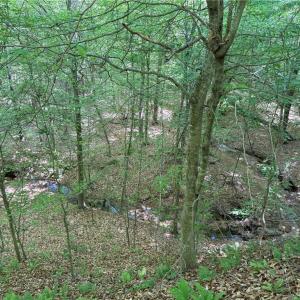 Photo #25 of Purcell, Reidsville, NC 65.1 acres