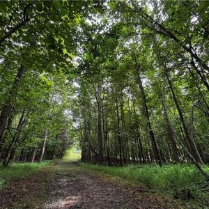 Photo #47 of 64.88 Ac Purcell, Reidsville, NC 64.9 acres