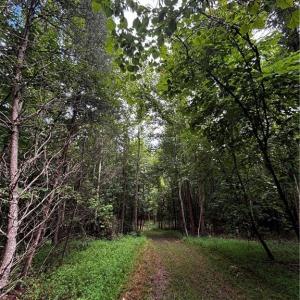 Photo #46 of 64.88 Ac Purcell, Reidsville, NC 64.9 acres