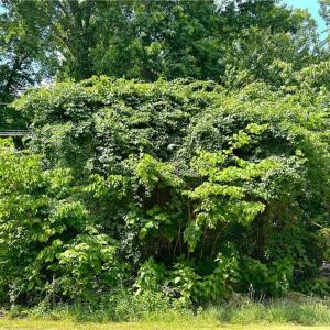 Photo #2 of 4236 Wayne, Greensboro, NC 0.4 acres